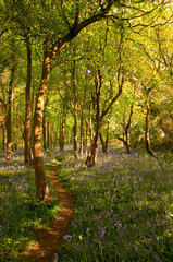 Le Bois de Cise couvert de jacynthes sauvages au printemps
