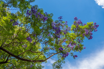 Blossoming Jacarandas in Buenos Aires, Argentina