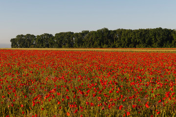 Champ de coquelicots