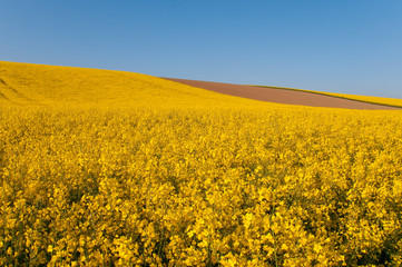 Fototapeta premium Champ de colza en fleurs