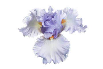 Blue iris flower Isolated on a white background.