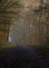 Obraz premium Winter woodland path