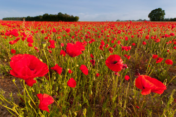 Champ de coquelicots