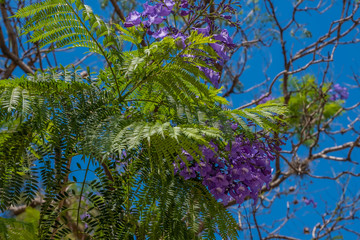 Blossoming Jacarandas in Buenos Aires, Argentina