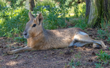 Patagonian mara (Dolichotis patagonum), a relatively large rodent found in open and semiopen habitats in Argentina