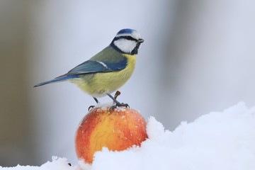 The Eurasian blue tit (Cyanistes caeruleus) is a small passerine bird in the tit family, Paridae. Blue tit sitting on the apple. Winter scene with a blue tit