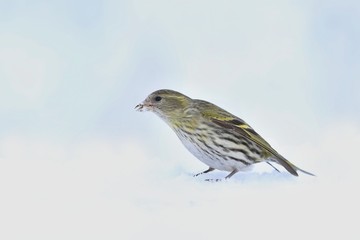 Eurasian siskin sitting on the snow. Carduelis spinus. song bird in the nature habitat. wildlife scene from nature. Winter scene with song bird