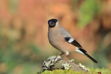 Eurasian bullfinch sits on the branch. Female bullfinch in the nature habitat. Pyrrhula pyrrhula
