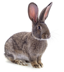 One brown rabbit.