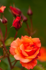 Les jardins de l'abbaye de Valloires (80)