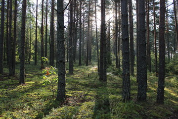 Obraz premium Forest landscape. Early summer morning. The bright rays of the warm sun make their way through the pine forest. On the illuminated green carpet of moss fall shadows of trees