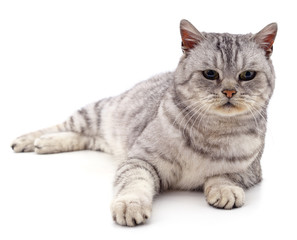 Gray beautiful cat.