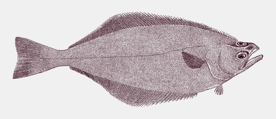 Arrowtooth flounder, atheresthes stomas, a flatfish from the North Pacific in top view