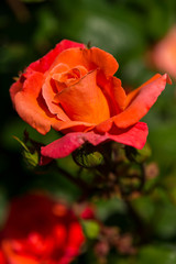 Rose de Picardie