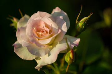 Rose de Picardie