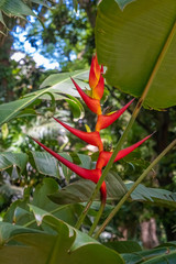 Tropical flower in the botanical gardens of the Palermo district of Buenos Aires, Argentina