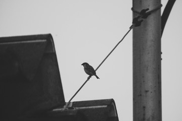 Bird on line