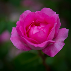 Rose de Picardie
