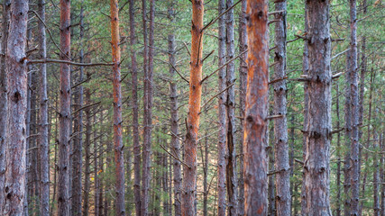 Obraz premium Selective focus on orange, pealed tree trunk in a pine tree forest and soft golden light on a blurred background