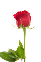 Obraz premium Single beautiful red rose isolated on white background. Valentine's Day background. Selecitve focus.