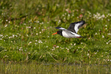 Huîtrier pie Haematopus ostralegus - Eurasian Oystercatcher