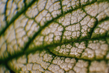 Bergenia leaves macro texture pattern