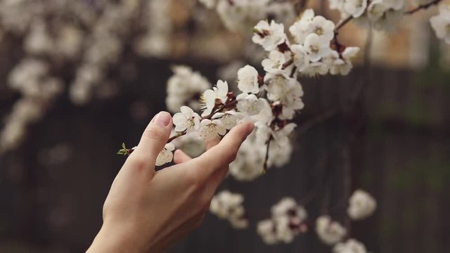 The girl holds her hands on a branch of flowering apricots. Close up of beautiful female hands holding a branch of a blossoming fruit tree. female hands on a blurry background. spring flowering tree.