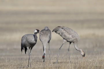 common crane