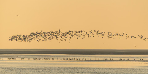 Oiseaux en baie de Somme