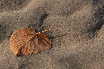 Feuille morte sur le sable