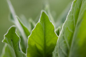 Tabakanbau in der Pfalz, Blick in ein Tabakfeld