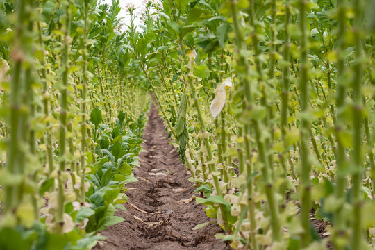 Tabakanbau in der Pfalz, Blick in ein Tabakfeld