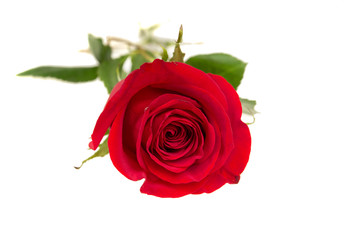 Single beautiful red rose isolated on white background. Valentine's Day background. Selecitve focus.