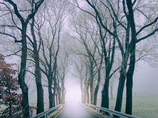 an alley on a foggy winter day