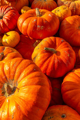 Potirons sur l'étal d'un maraîcher à Quend