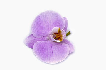orchid flowers on an isolated background