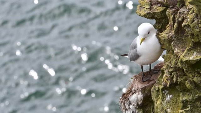 Black-legged kittiwake (Rissa tridactyla) resting on rock ledge in sea cliff face at seabird colony, Scotland, UK
