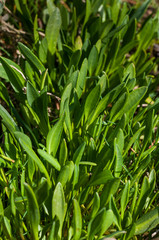 aster maritime (Aster tripolium L.) / Oreilles de cochon