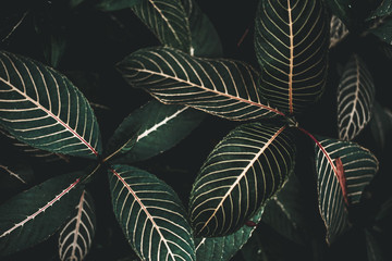 Folk Green Leaf Tropical Foliage Plant Nature Leaves on dark background