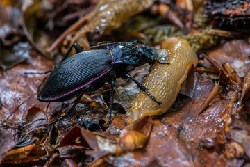 Carabe violet (Carabus Violaceus) en train de s'attaquer à une limace.