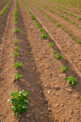 Jeunes plants de pommes de terre poussant dans un champ