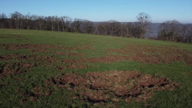 Von Wildschweinen umgegrabene Wiese, Wildschaden