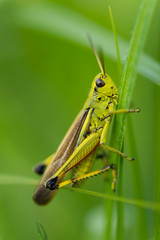 Criquet ensanglanté (Stethophyma grossum)