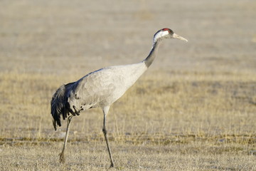 Naklejka premium common crane