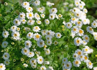 Blühendes Mutterkraut, Tanacetum parthenium