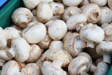White raw edible mushrooms on display in market