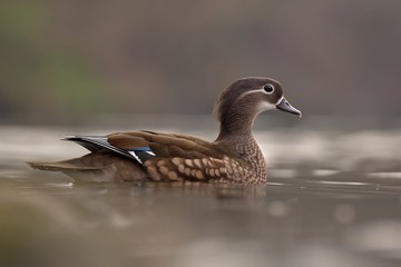 Mandarin duck (Aix galericulata) floating and calm on the water