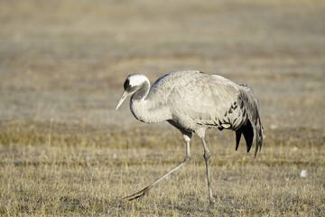common crane