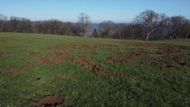 Von Wildschweinen umgegrabene Wiese, Wildschaden