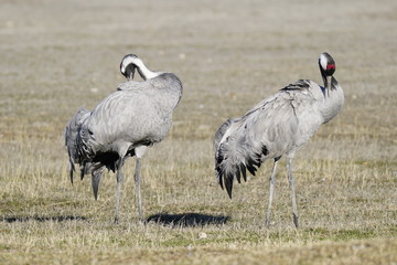 common crane